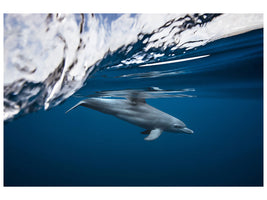 canvas-print-bottlenose-dolphin-turciops-aduncus