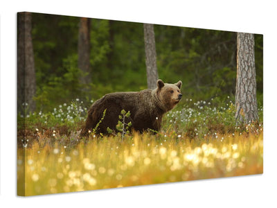 canvas-print-brown-bear-x