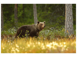 canvas-print-brown-bear-x