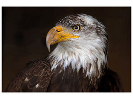 canvas-print-caged-eagle