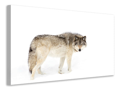 canvas-print-canadian-timber-wolf-walking-through-the-snow