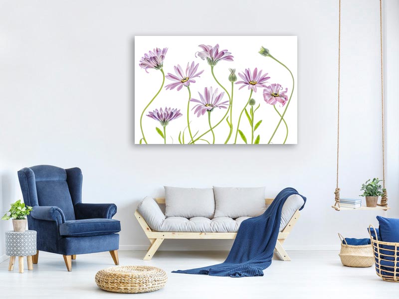 canvas-print-cape-daisies-x