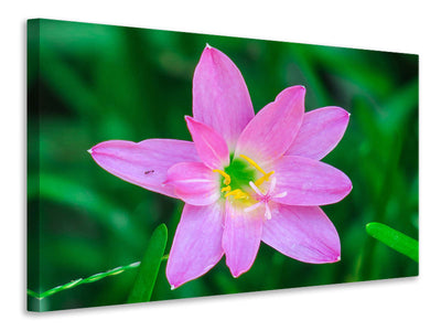 canvas-print-close-up-of-pink-blossom