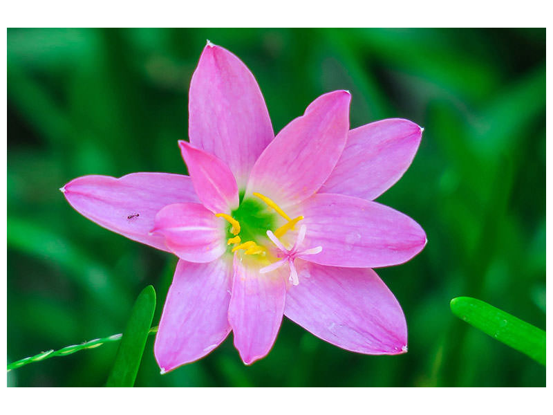 canvas-print-close-up-of-pink-blossom