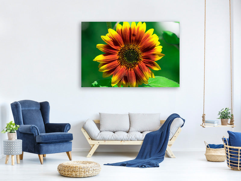 canvas-print-colorful-sunflower