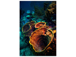 canvas-print-coral-vulcanos