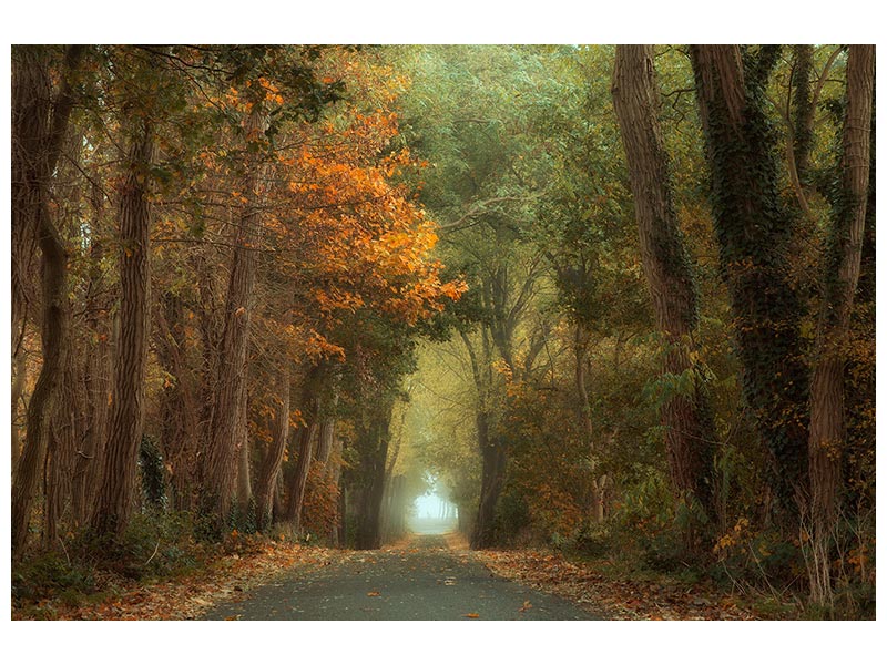 canvas-print-country-road-x