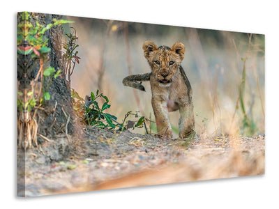 canvas-print-cub-south-luangwa