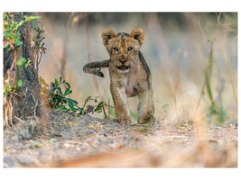 canvas-print-cub-south-luangwa