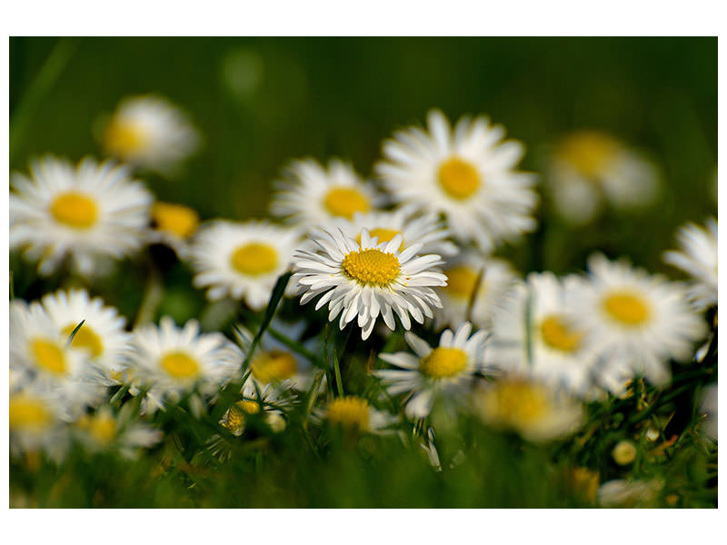 canvas-print-daisies-xl-ii