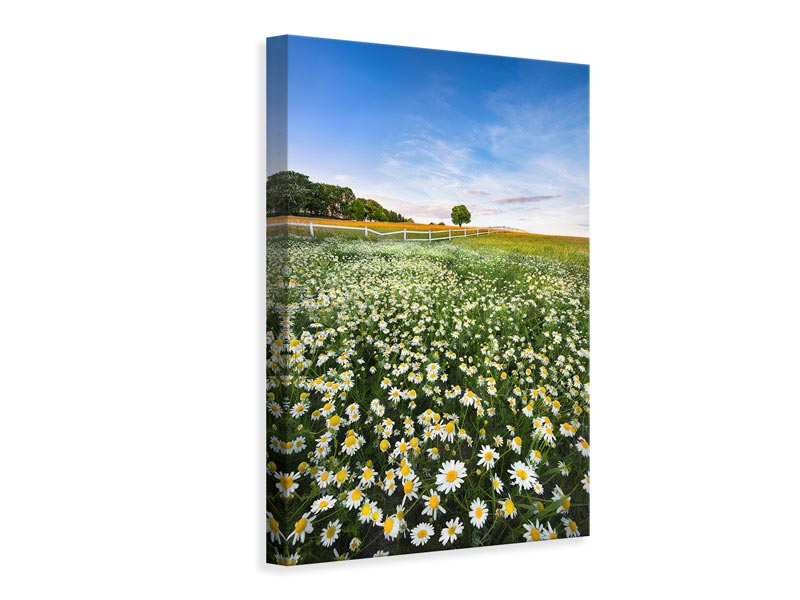 canvas-print-daisyfield-in-sweden-x