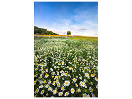 canvas-print-daisyfield-in-sweden-x