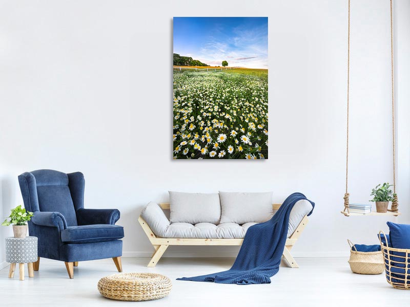 canvas-print-daisyfield-in-sweden-x