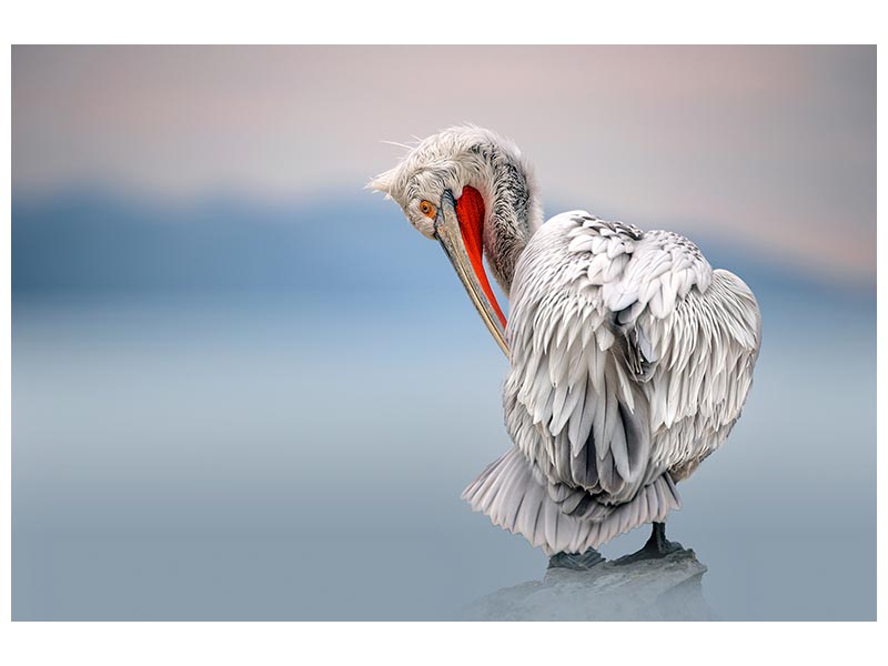 canvas-print-dalmatian-pelican-at-dawn-x