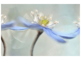 canvas-print-dancing-anemones