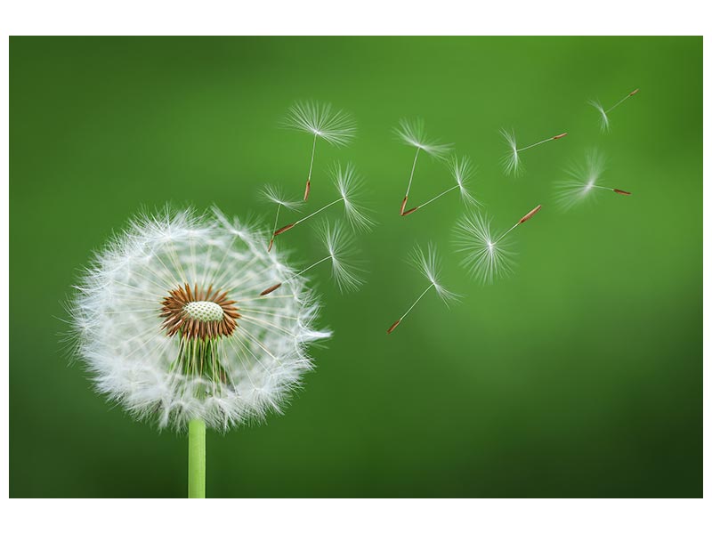 canvas-print-dandelion-blowing-x