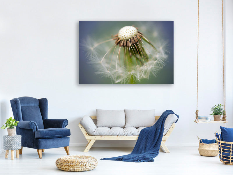 canvas-print-dandelion-close-up