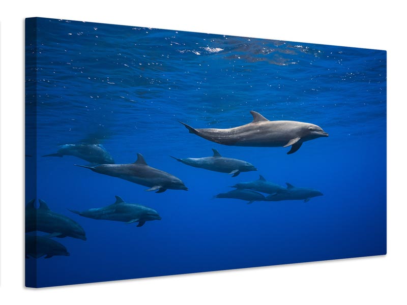 canvas-print-dolphins-x