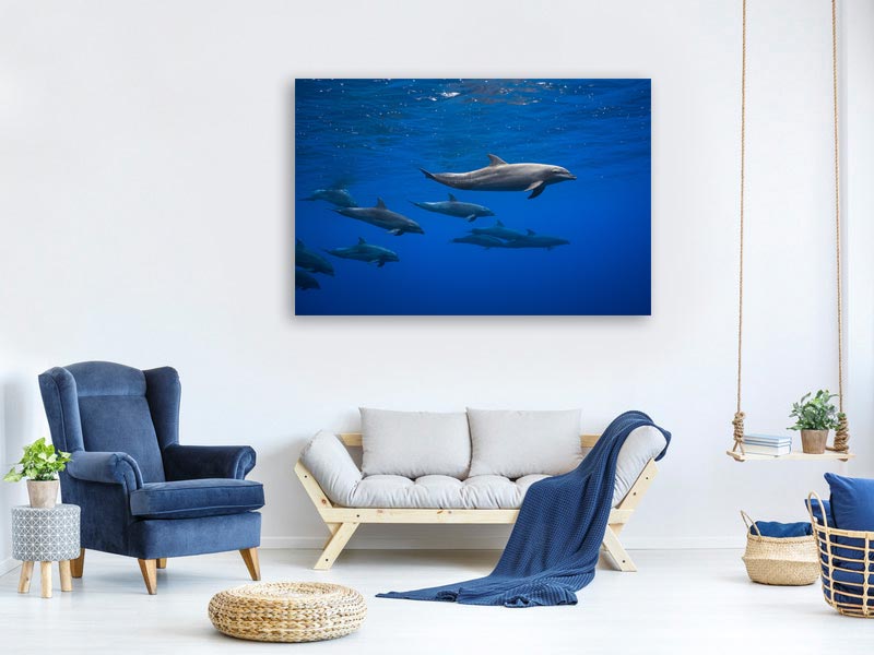 canvas-print-dolphins-x