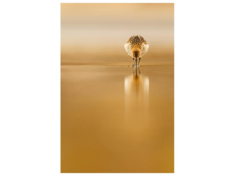 canvas-print-dunlin-reflection-x