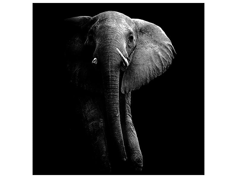 canvas-print-elephant-x