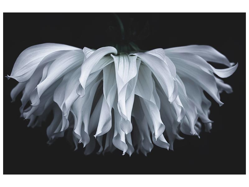 canvas-print-flare-flower-x