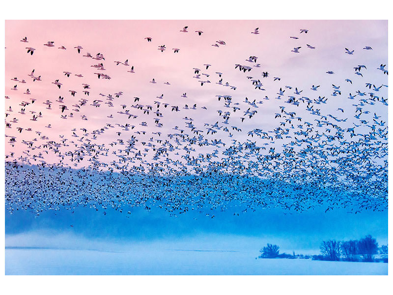 canvas-print-flying-in-the-fogging-morning