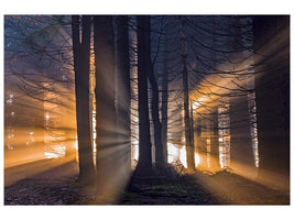 canvas-print-forest-x