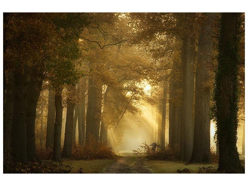 canvas-print-forever-forest-x