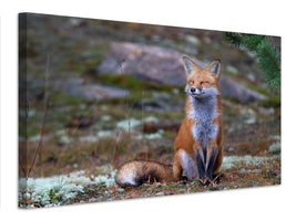 canvas-print-fox-zen-algonquin-park-x