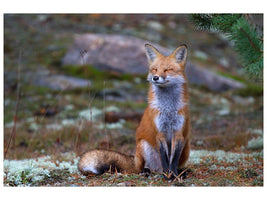 canvas-print-fox-zen-algonquin-park-x