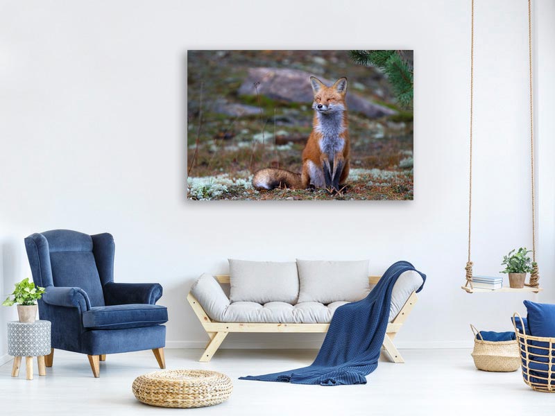 canvas-print-fox-zen-algonquin-park-x