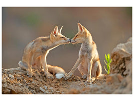 canvas-print-foxes-kiss-x