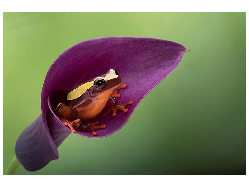 canvas-print-frog-cubby-house