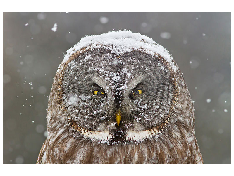 canvas-print-great-grey-owl-winter-portrait