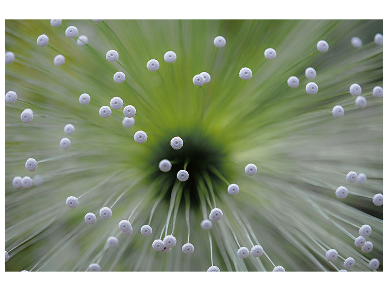 canvas-print-green-and-white-ii