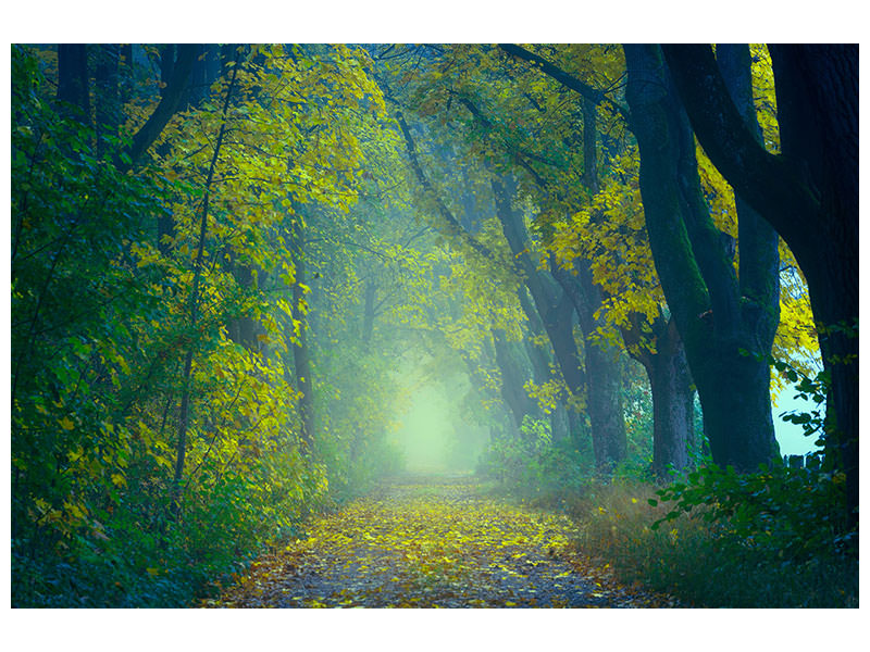 canvas-print-green-forest