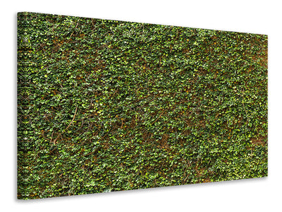 canvas-print-green-ivy-leaves-wall