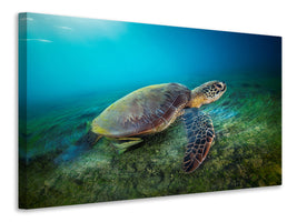 canvas-print-green-turtle