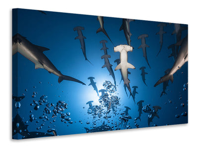 canvas-print-hammerhead-shark