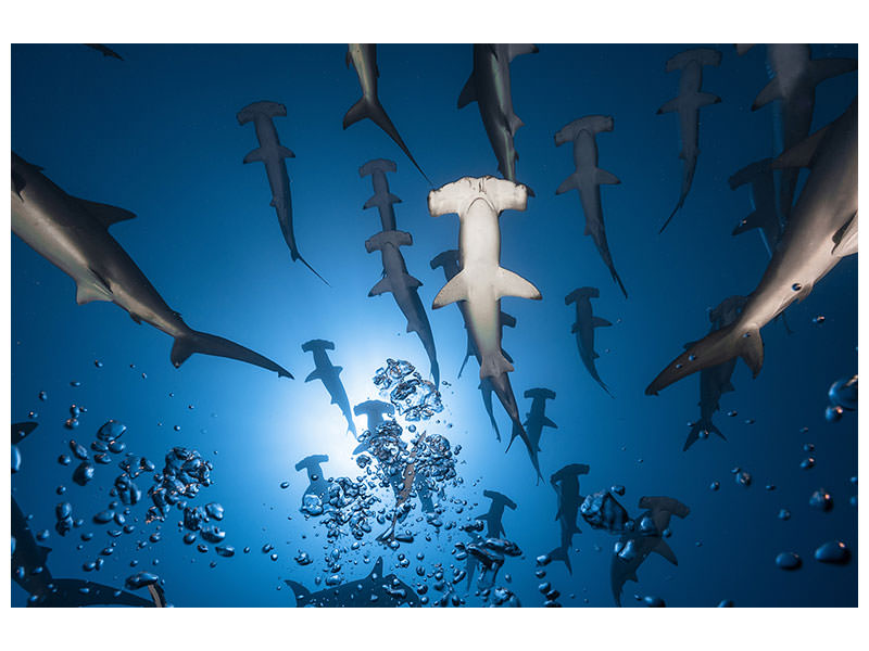 canvas-print-hammerhead-shark