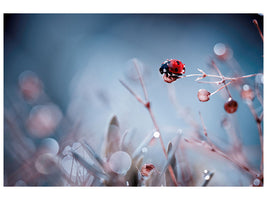 canvas-print-high-diving