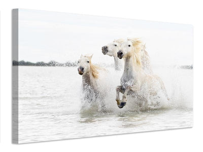 canvas-print-horses-hight-key-x