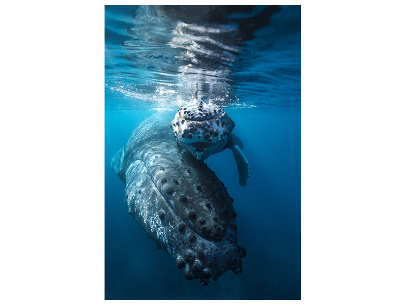 canvas-print-humpback-whale-and-calf