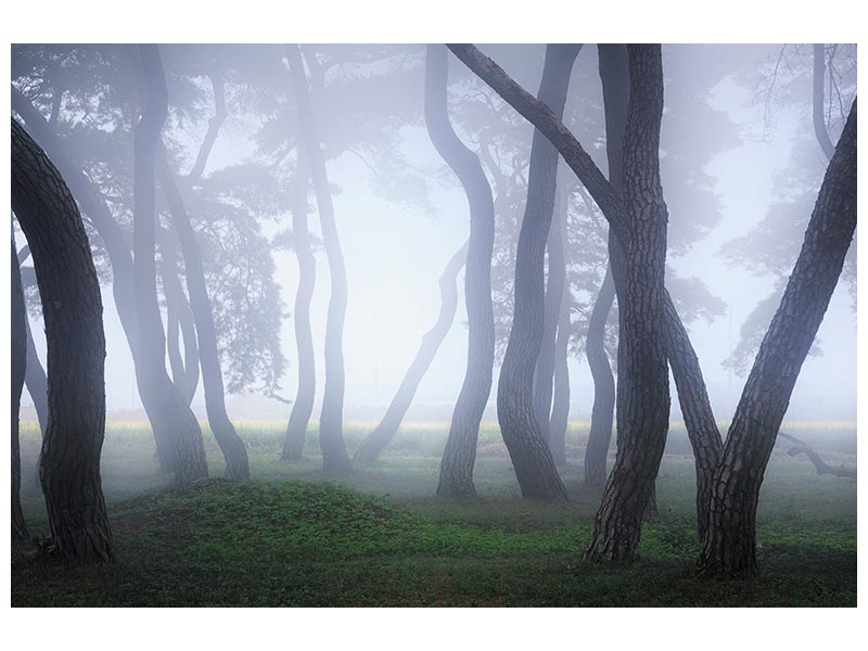 canvas-print-into-the-mist-xcg