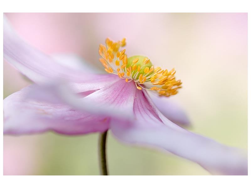 canvas-print-japanese-anemone-x