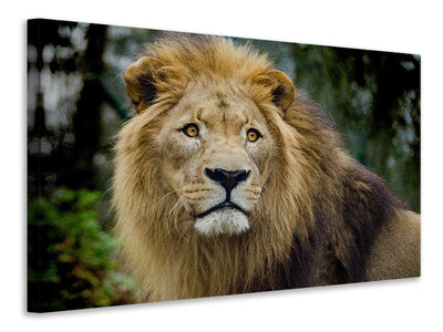 canvas-print-king-of-wildlife