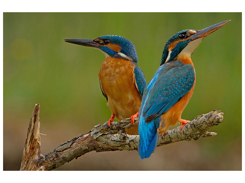 canvas-print-kingfisher