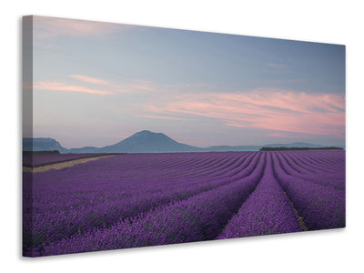 canvas-print-lavender-field