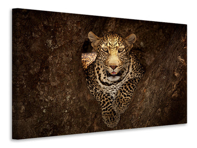 canvas-print-leopard-resting-on-a-tree-at-masai-mara